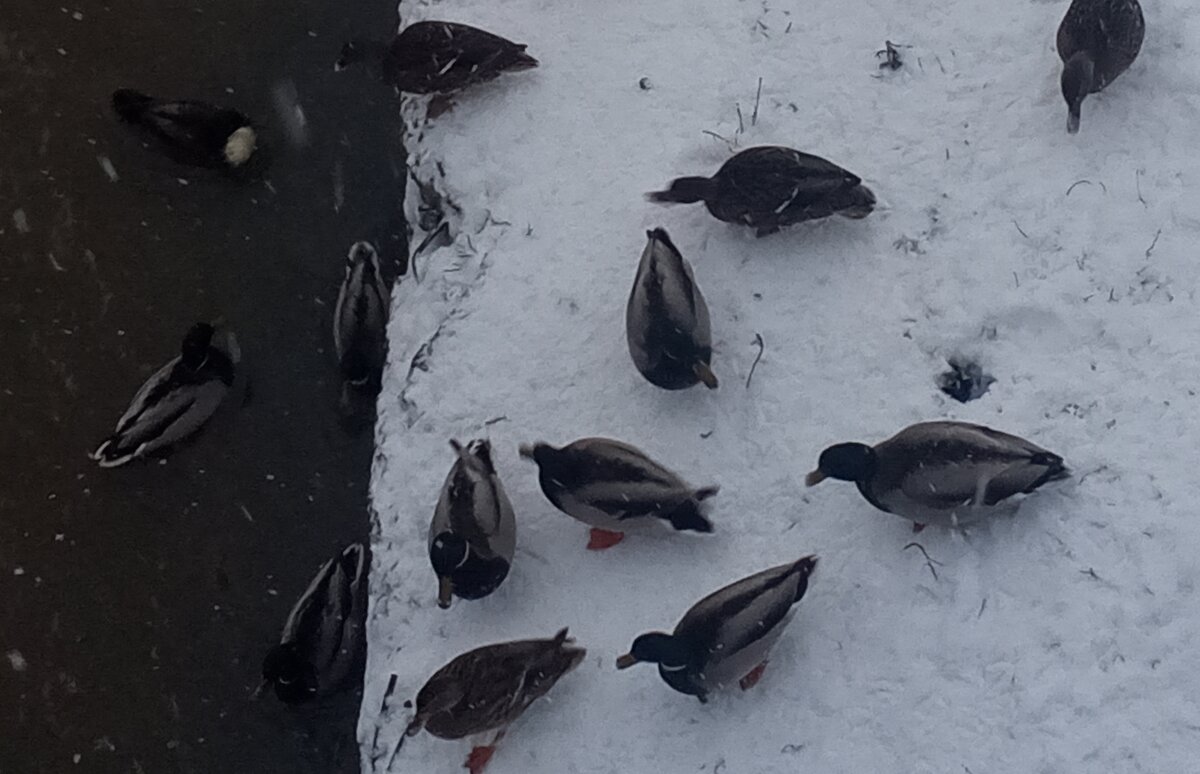 Утки - Сапсан 