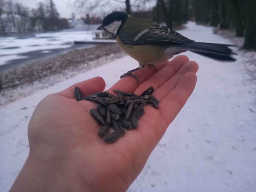 Синица - Сапсан 