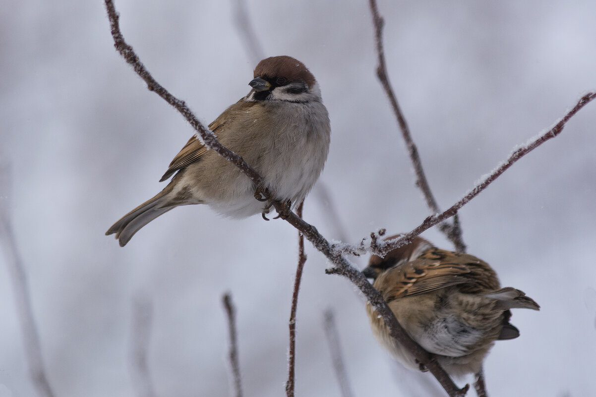 *** - Виктор Иванович Чернюк