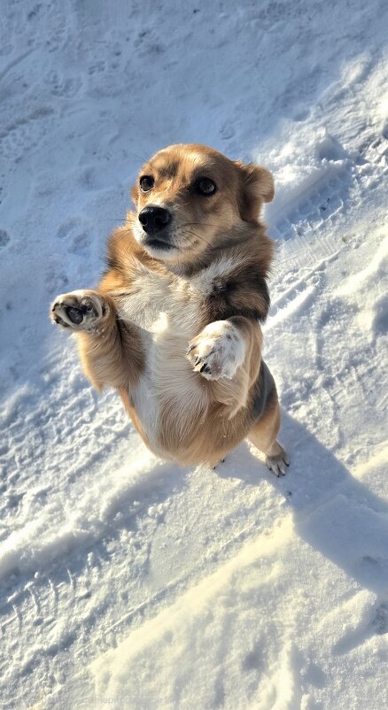 Кнопка - Марина 