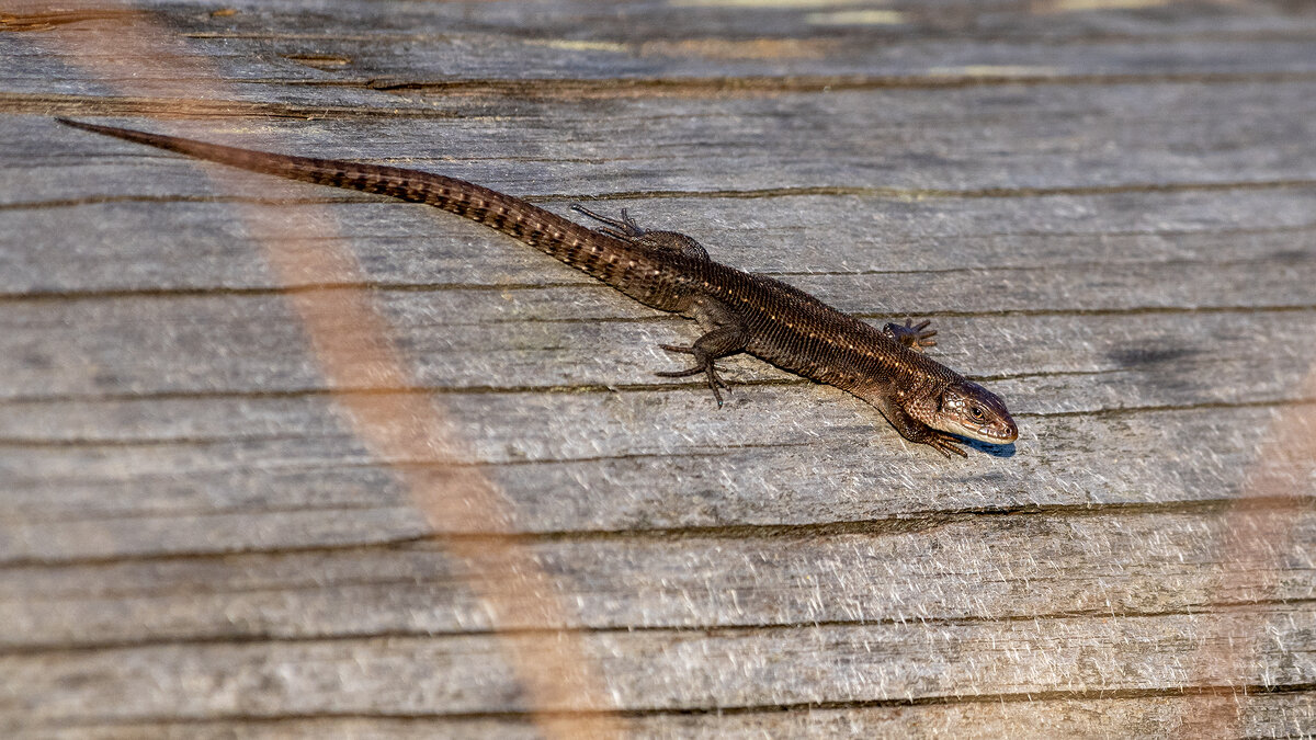 Живородящая ящерица - Владимир Лазарев
