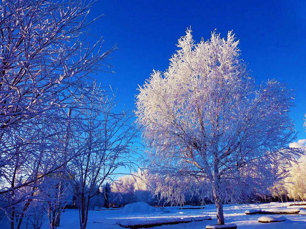 Январь...Мороз .Дерево в инее! - Владимир 