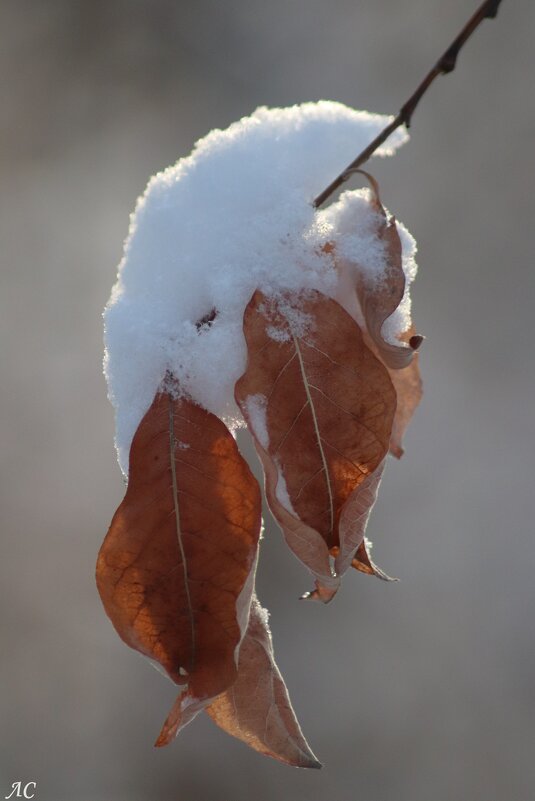 Этюд - Любовь Сахарова
