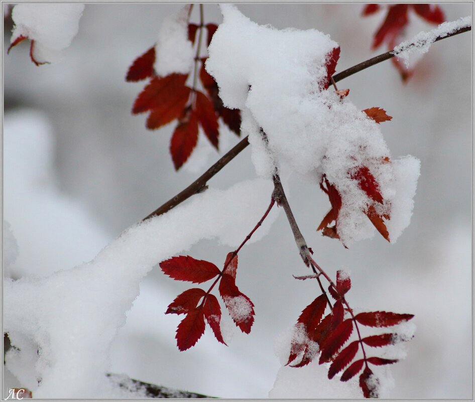 Зимний этюд - Любовь Сахарова
