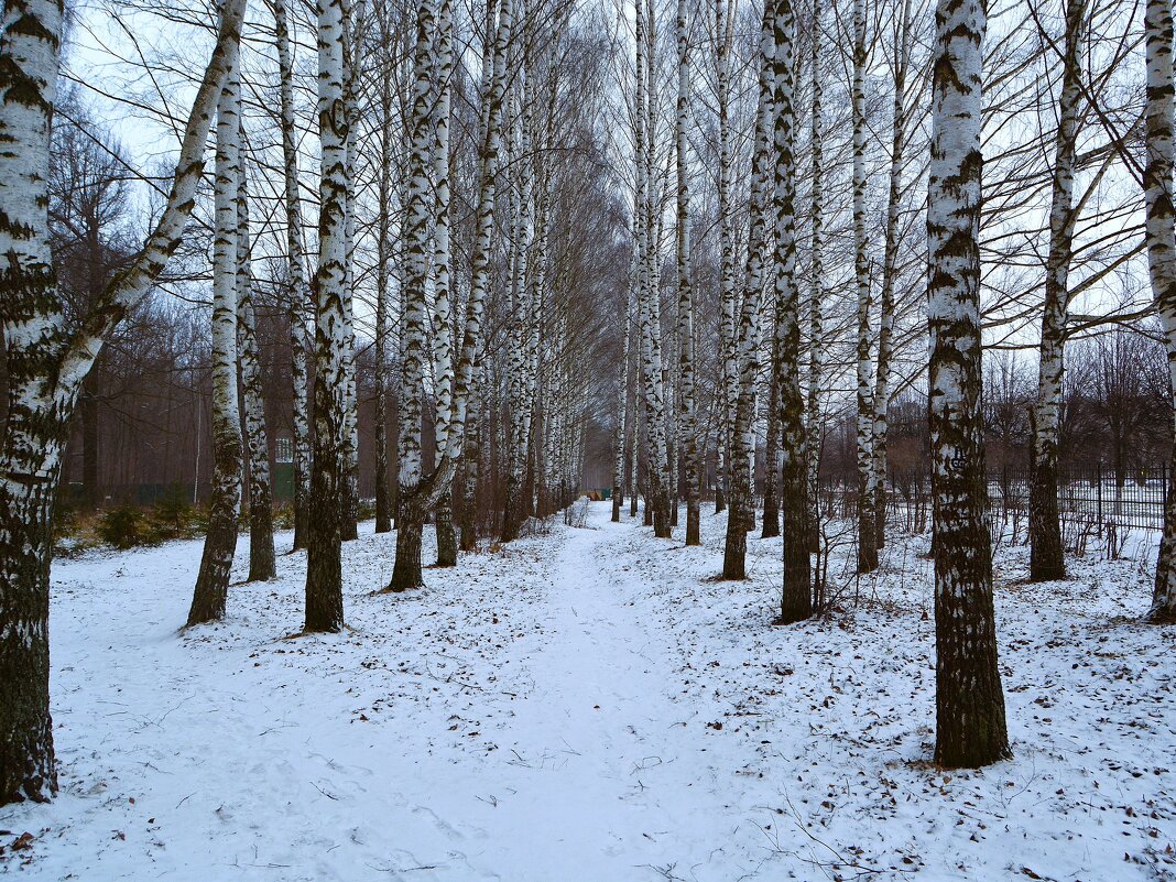 Новочебоксарск. Зимние берёзы Ельниковской рощи. - Пётр Чернега