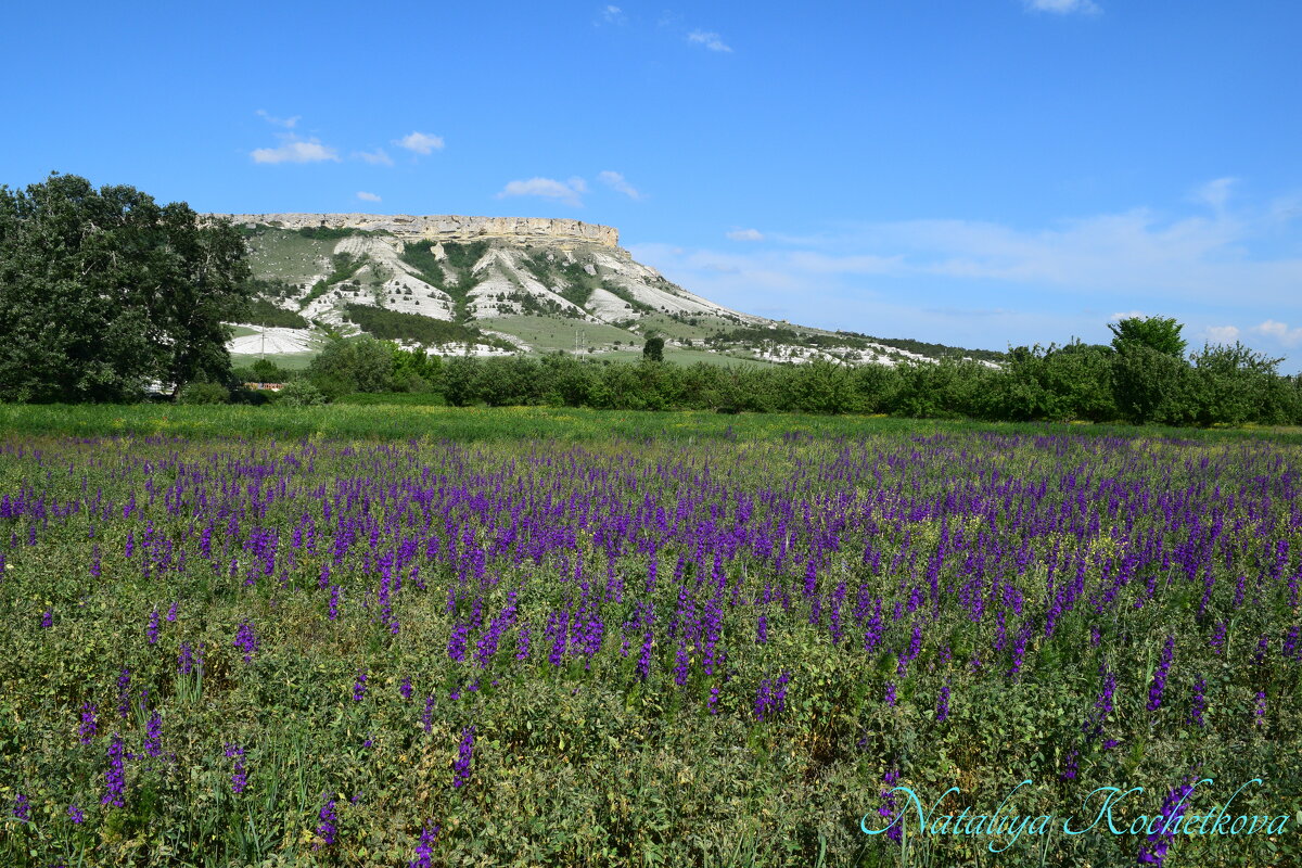 Природа Крыма - Amazing Cosmea