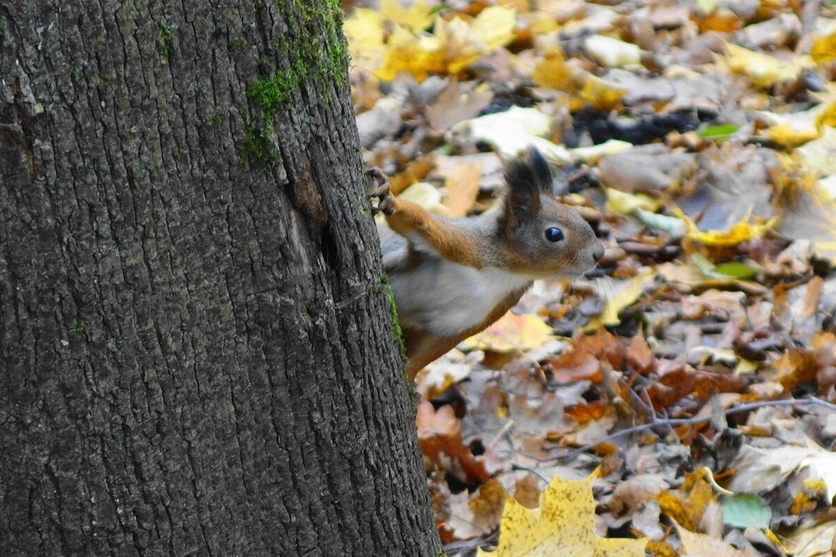 Белки в Ашманн парке, Калининград - Рита Симонова