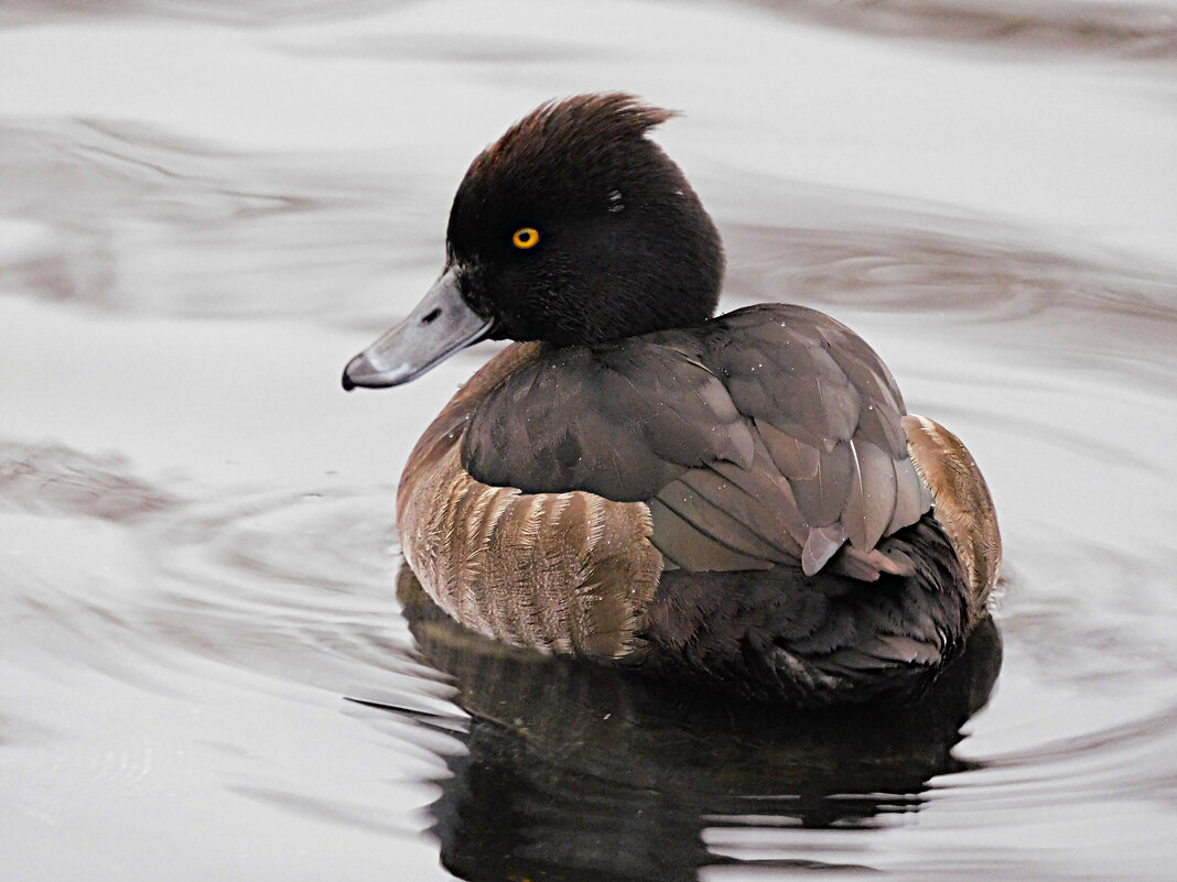 Самка хохлатой чернети - Лина 