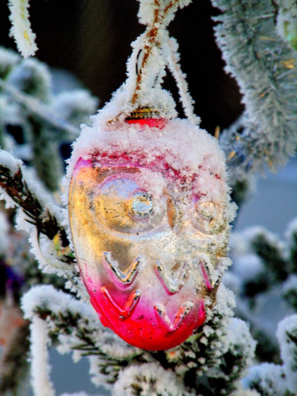 На сибирской ёлке. - nadyasilyuk Вознюк