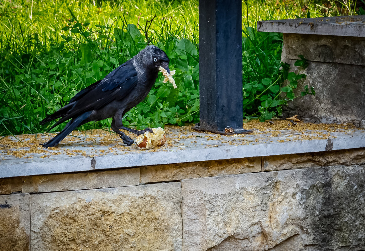 Ворюга - Михаил К