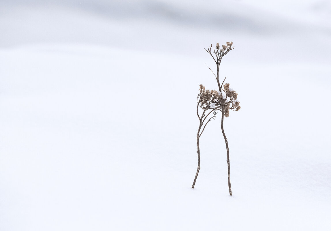 Белый танец - Марина Фомина.