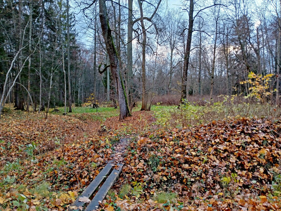 Мостик в осень. - Лия ☼