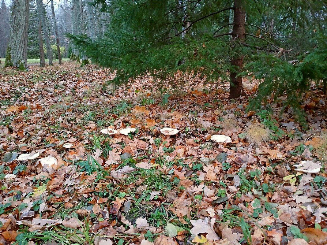 Грибной полукруг. - Лия ☼