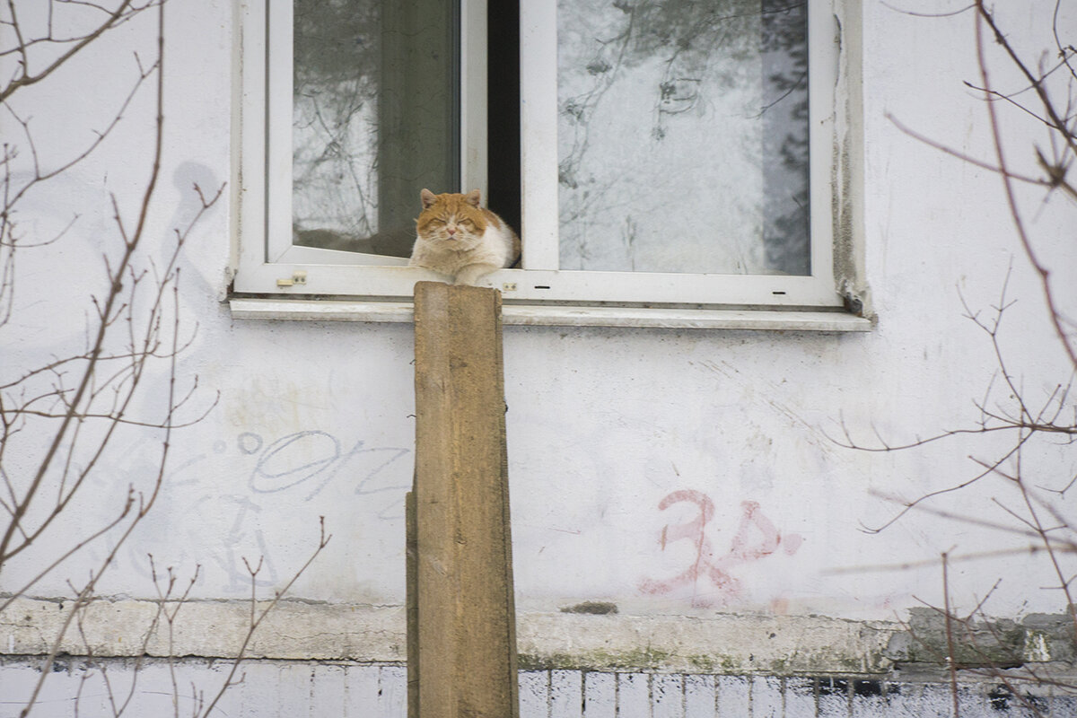 *** - Владимир Носов