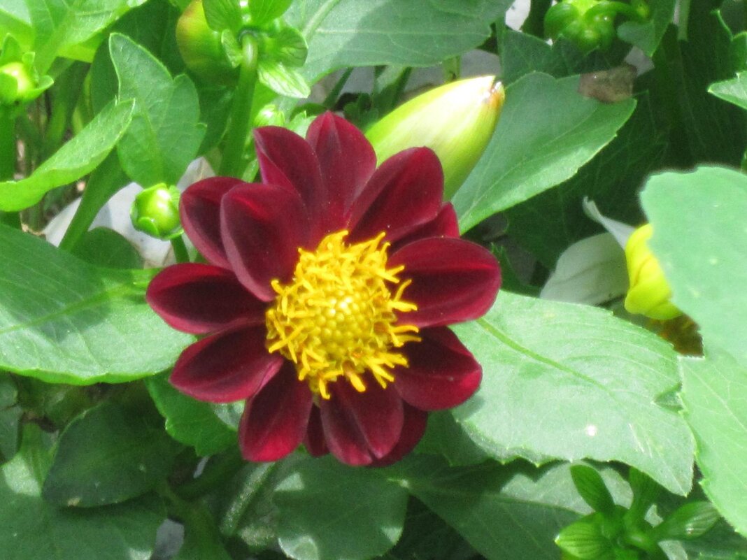 Необычный цвет цветка - Дмитрий Никитин