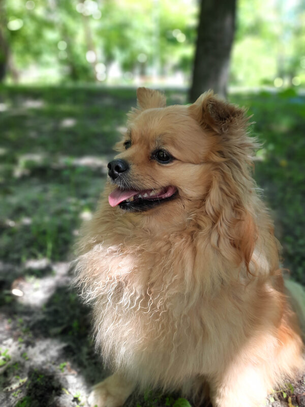 Портрет моей собаки - Irene Irene