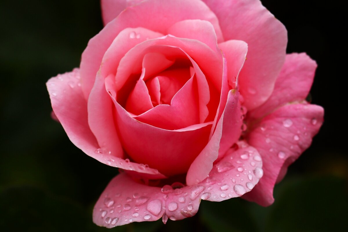 Цветы ушедшего лета - Юрий. Шмаков