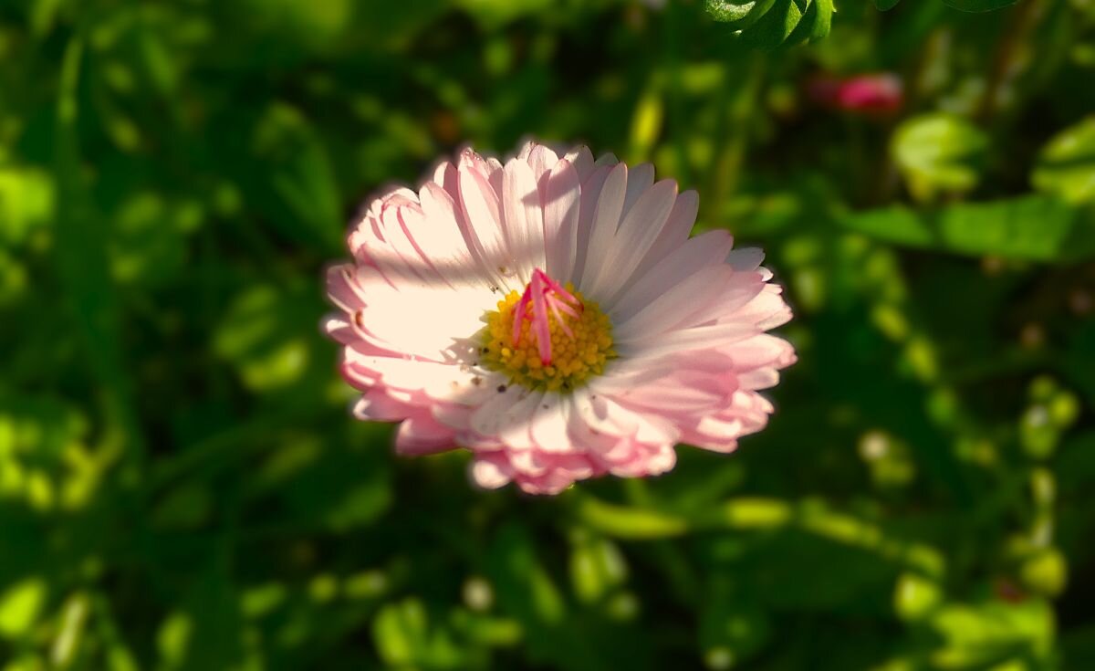 "маргаритка любимая" - Olga Oskolkova