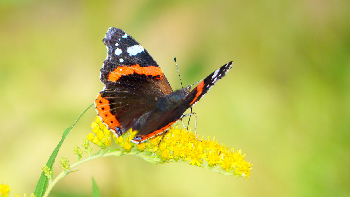 опять про бабочек...232 - Александр Прокудин