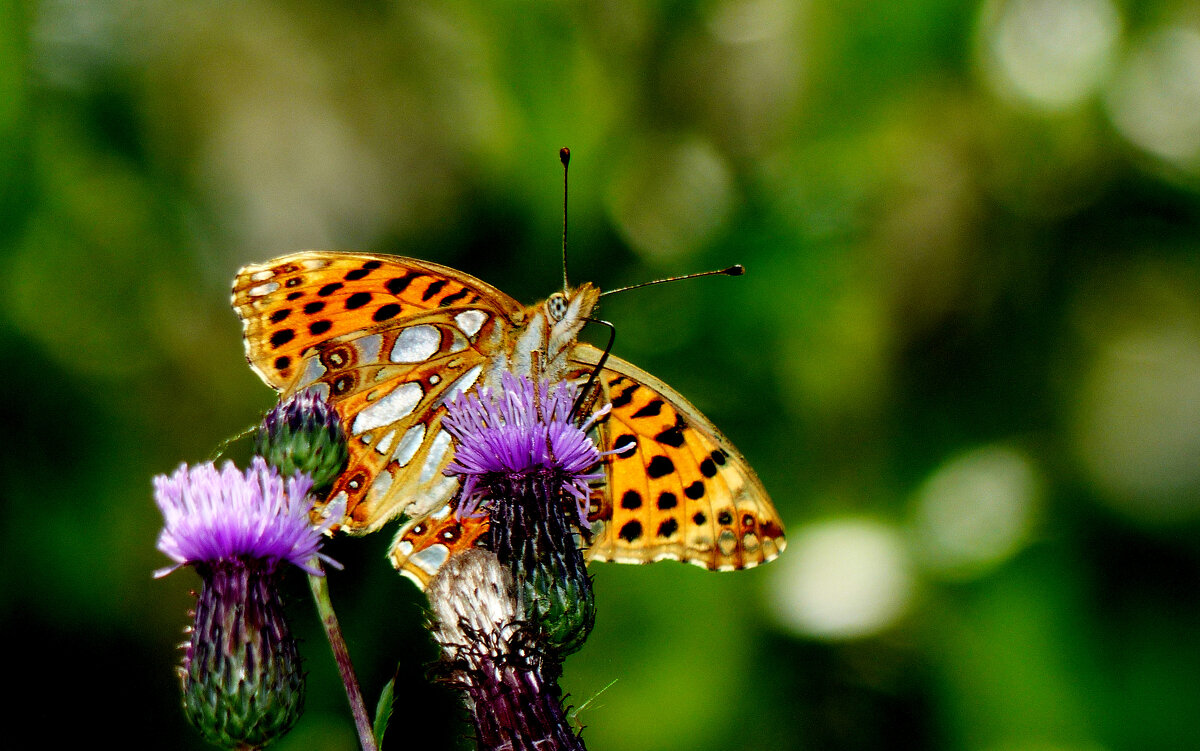 опять про бабочек...235 - Александр Прокудин