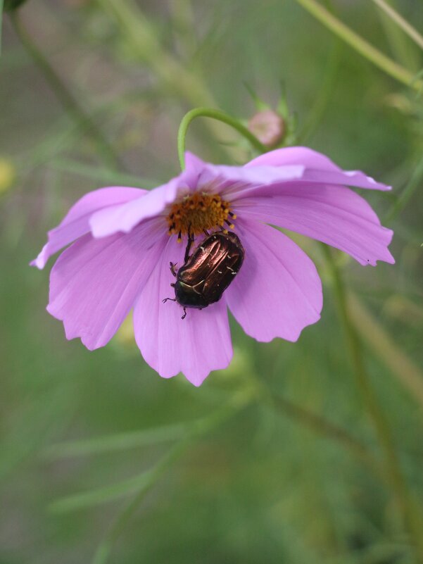 Лето 2025. Август - Наталья Герасимова