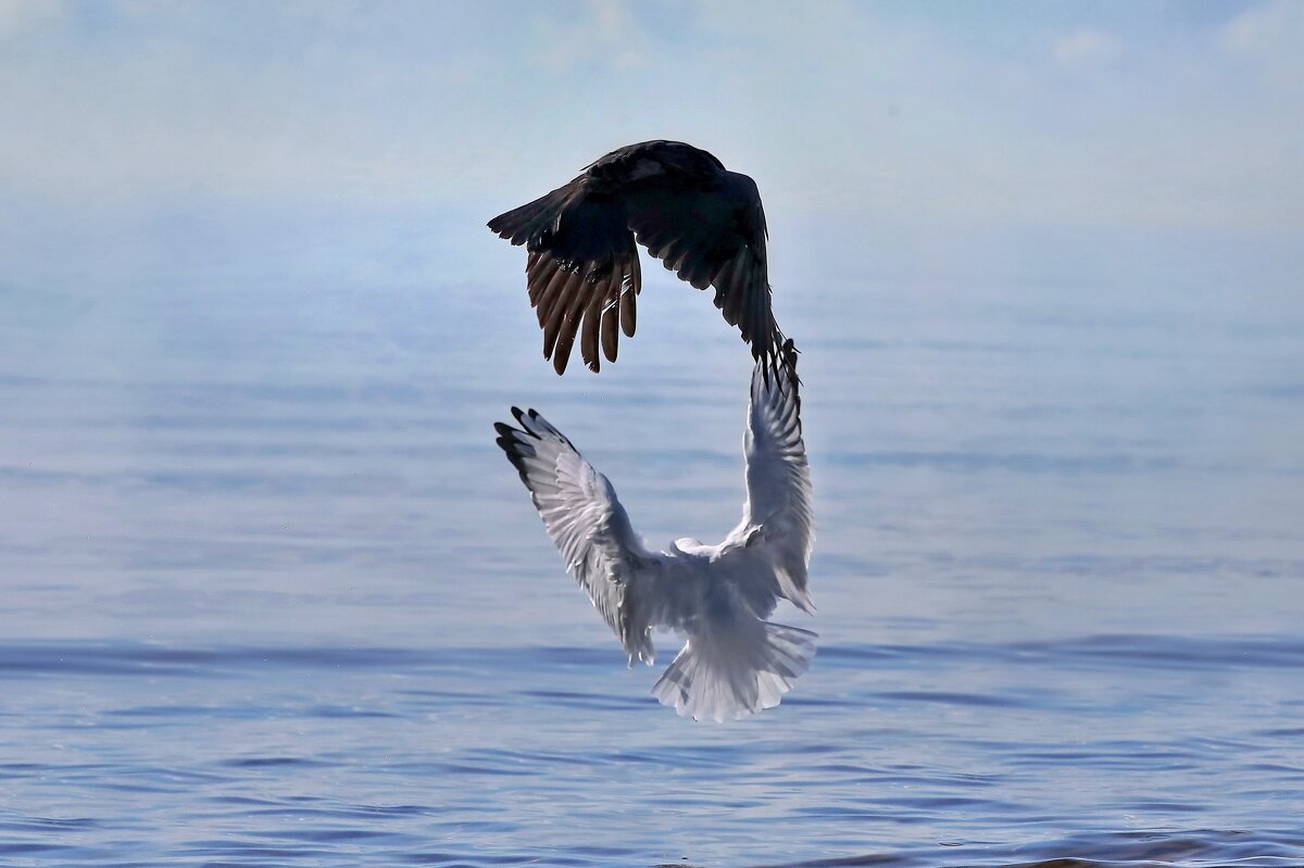 Соприкосновение. - Татьяна Бравая