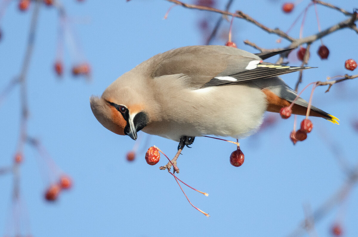 Свиристель - Виктор Иванович Чернюк