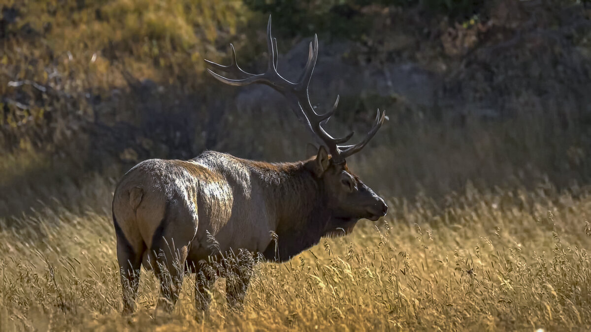 Алтайский марал - Aleksey Afonin
