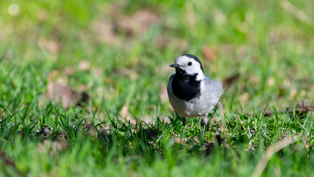 Трясогузка - Владимир Лазарев