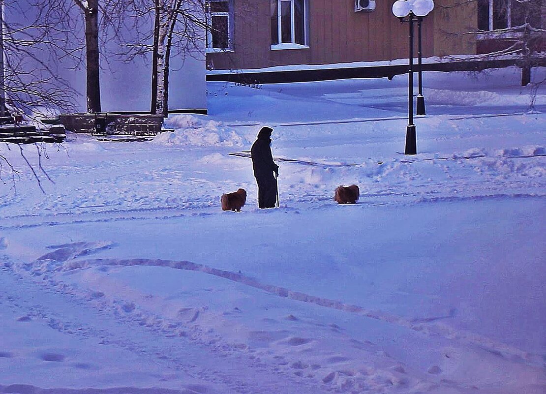С морозного утра на прогулку с собачками! - Владимир 