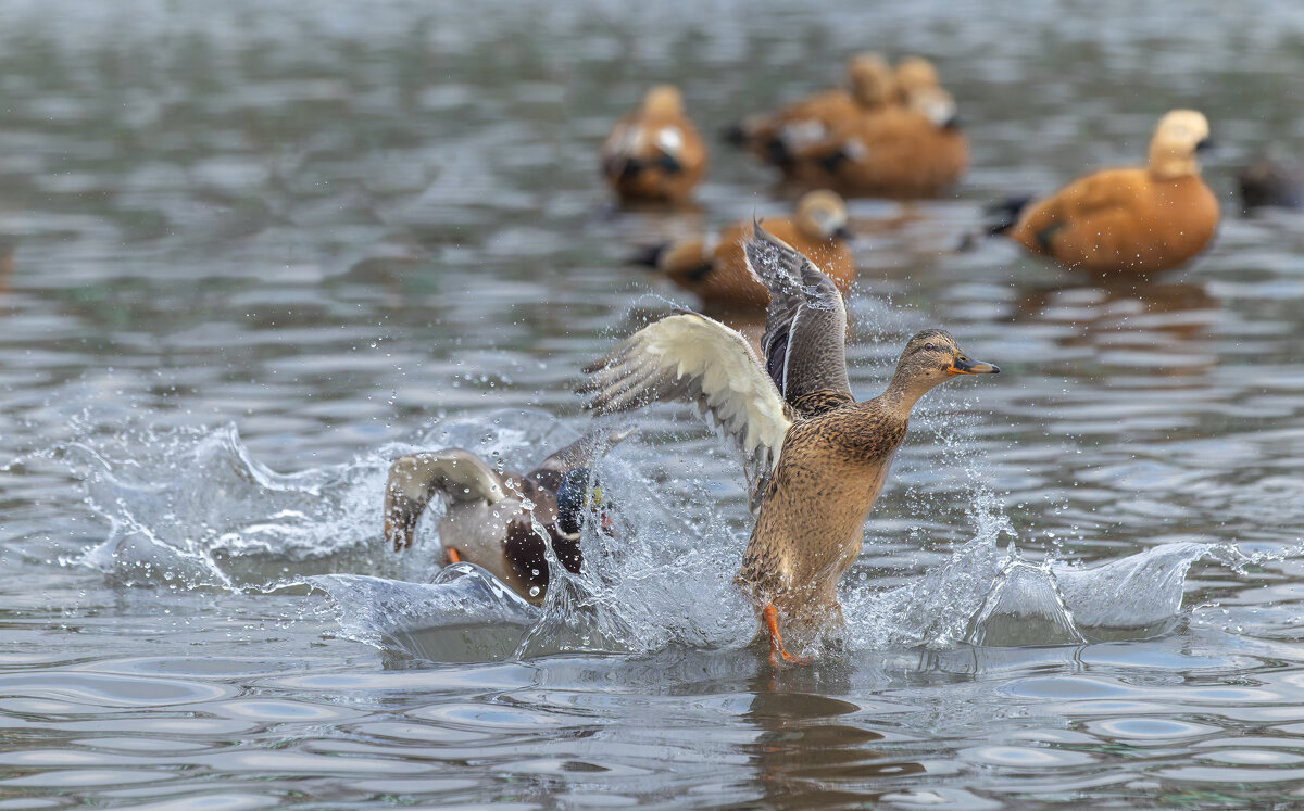 догонялки. - юрий макаров