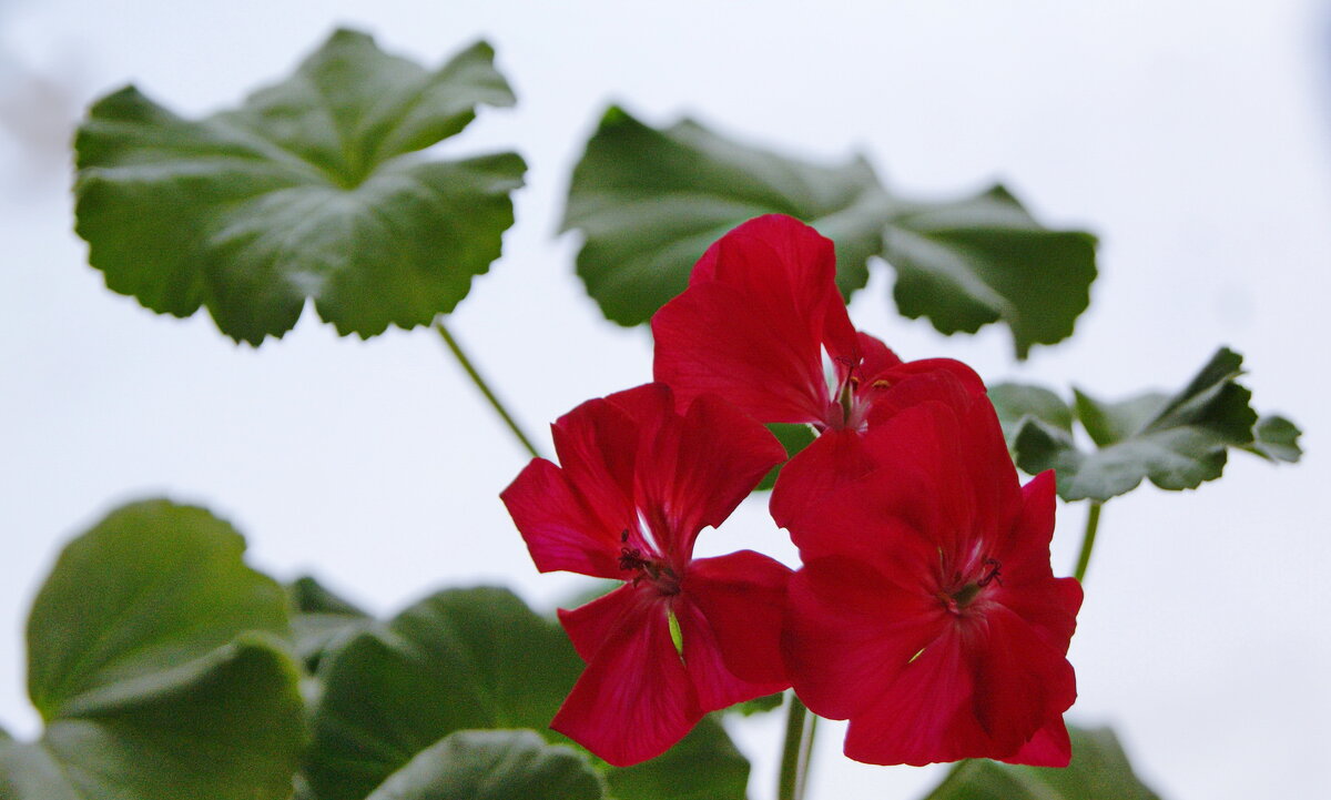 Цветет на подоконнике. - сергей ермошкин