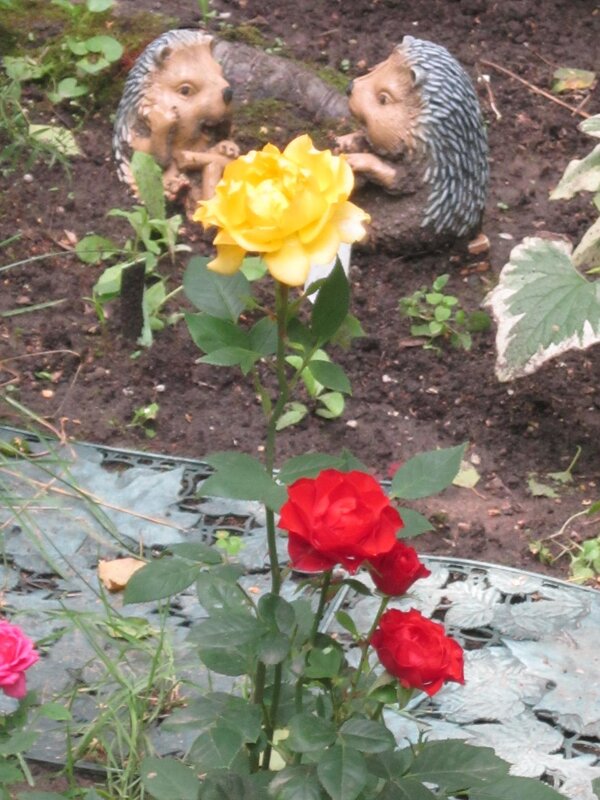 Ёжики и розочки - Дмитрий Никитин