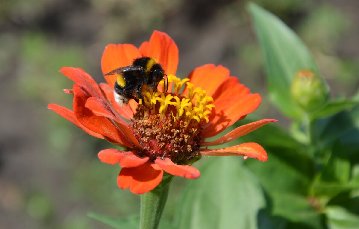Прилетел полосатенький пообедать... - Надежда Куркина 