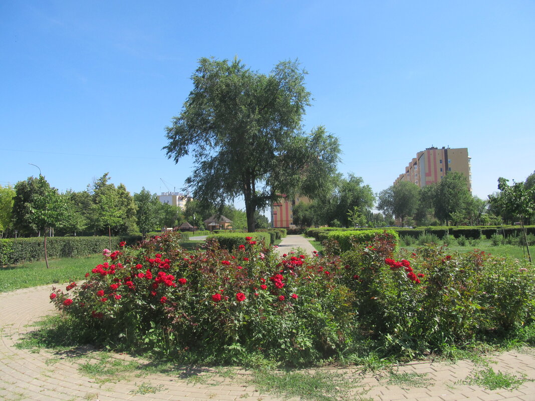 июль - Елена Шаламова