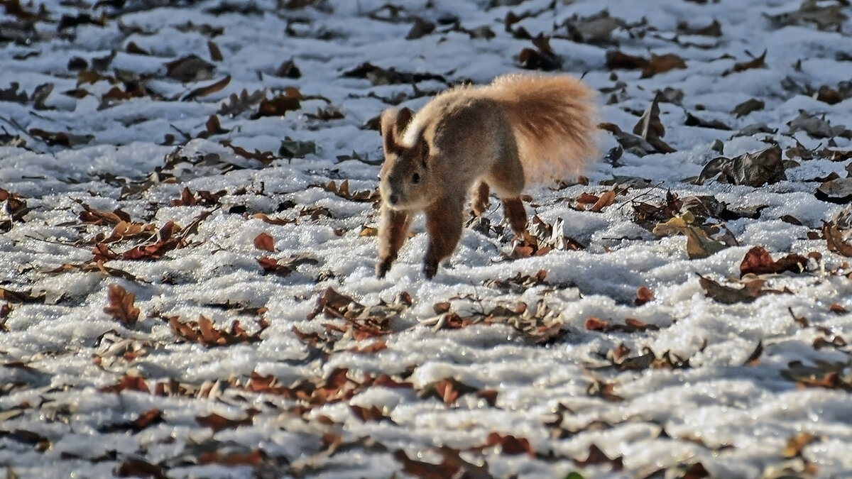 Холодно по снегу бегать - Alexandеr P
