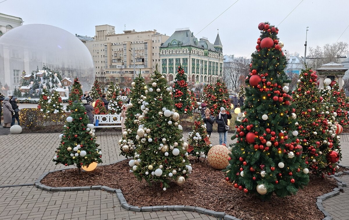 Елки на Садовом кольце - ИРЭН@ .