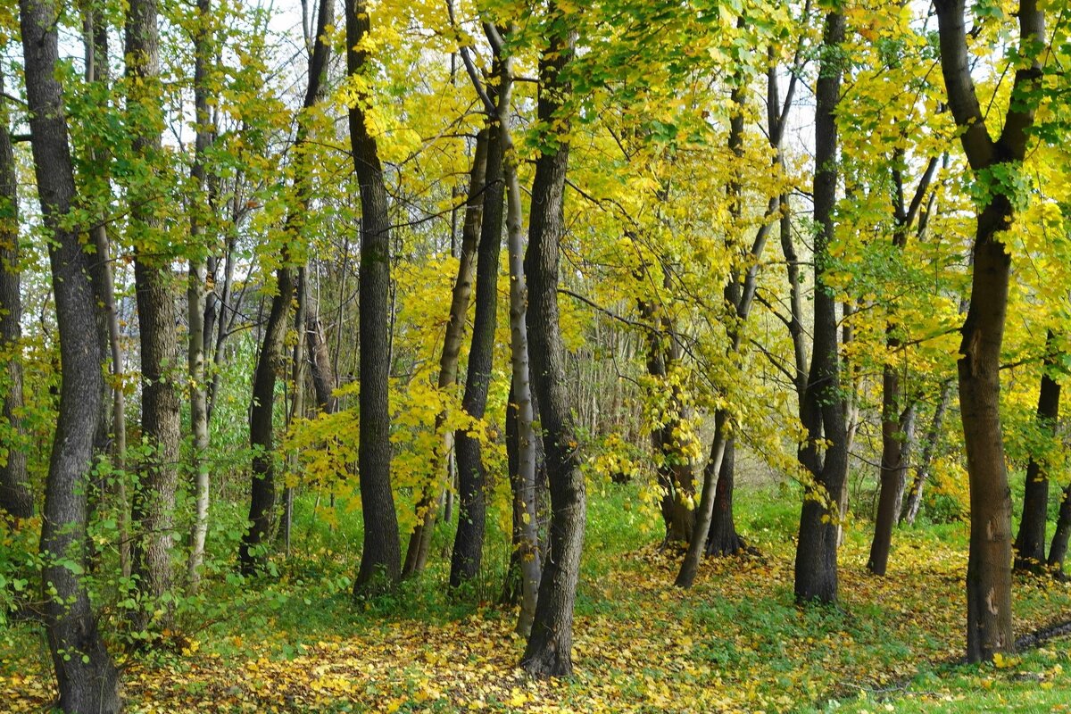 Ашманн парк, Калининград - Рита Симонова