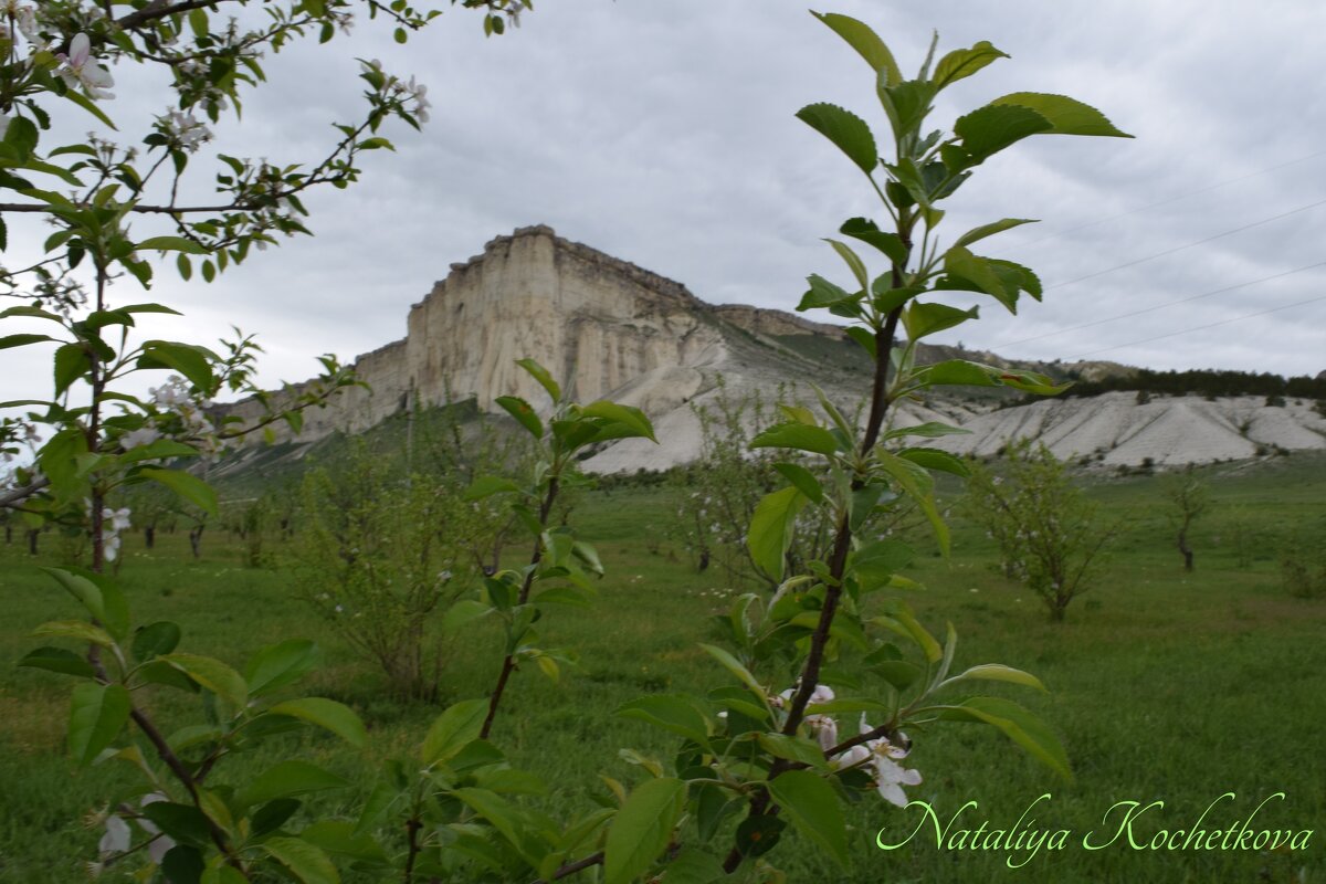 Природа Крыма - Amazing Cosmea