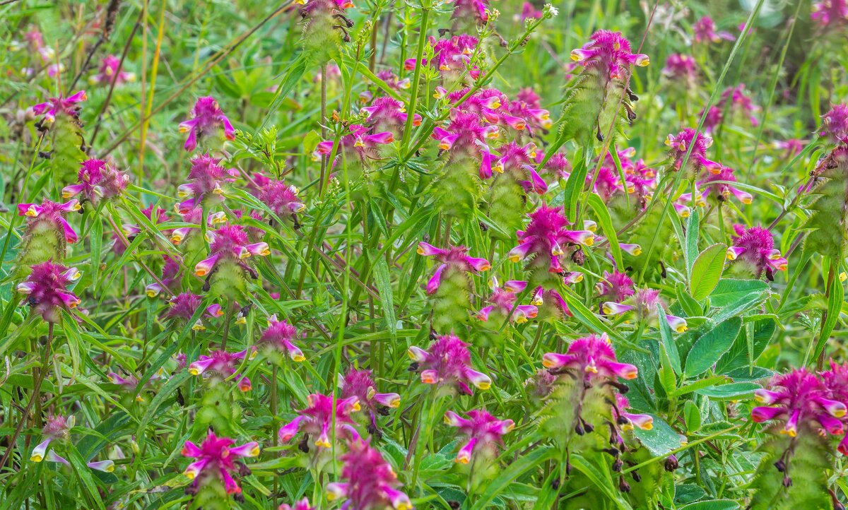 Краски лета. г. Миасс, поселок Селянкино. - Алексей Трухин