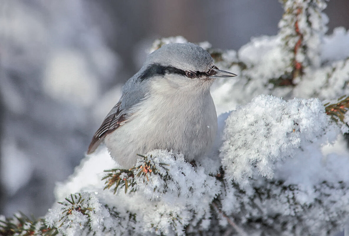 Поползень на елке - елена беликова