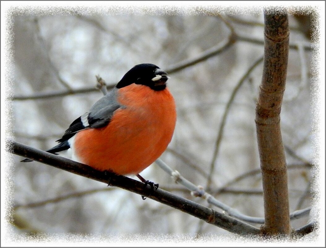 Снегирь с семечкой ... - Валентина Надсон