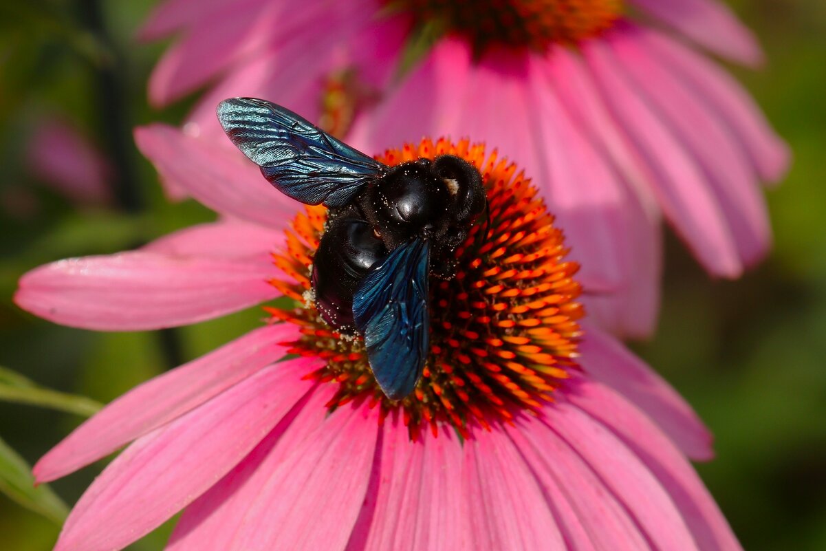 Плотник за работой - Юрий. Шмаков