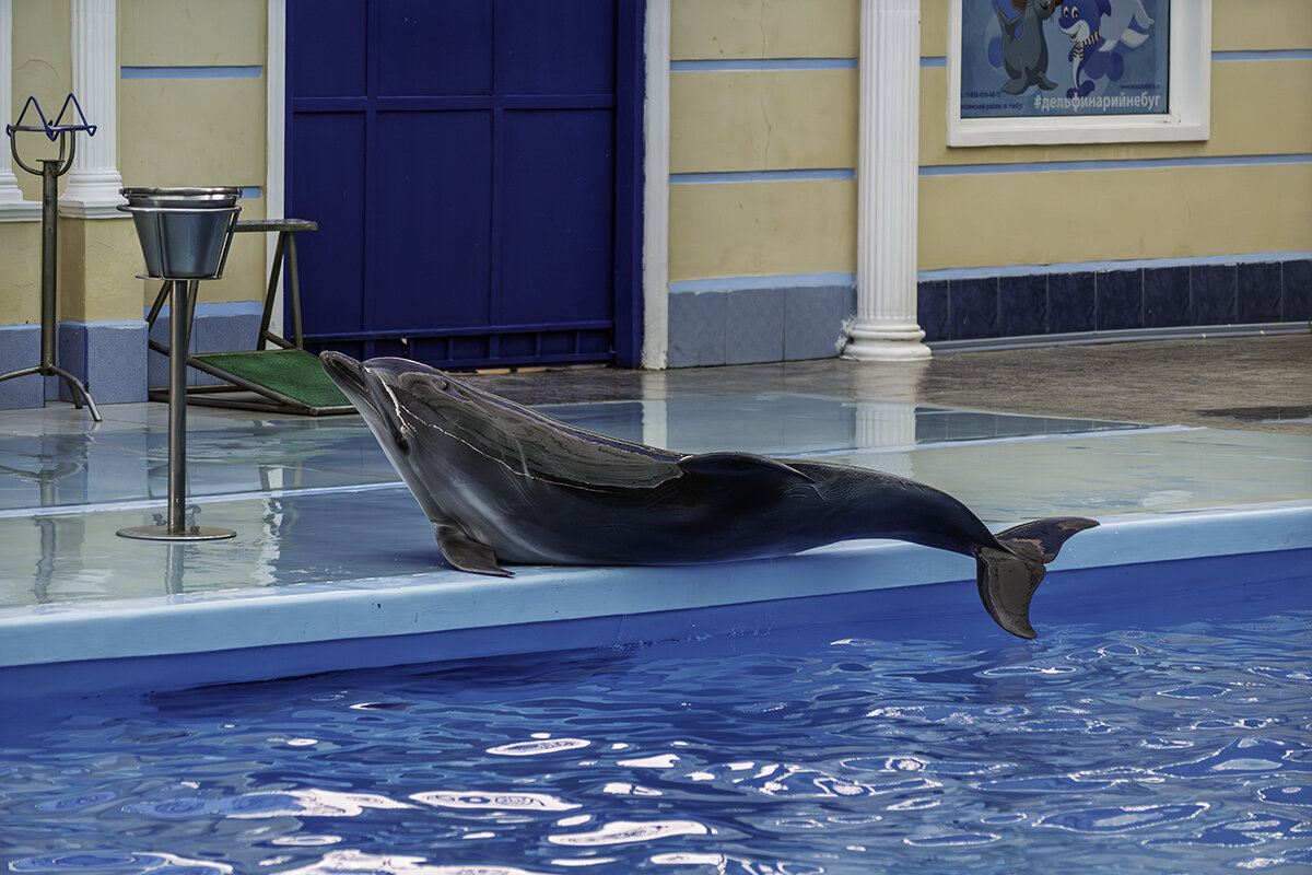 Дельфин - Игорь Сикорский