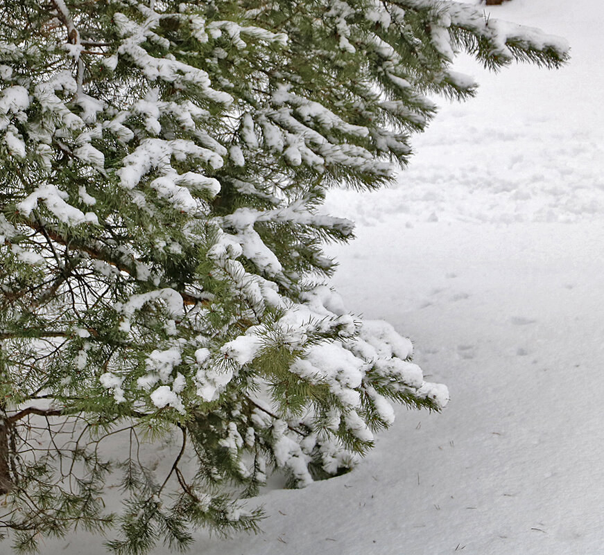 26 декабря - к нам пришла снежная зима! - Светлана 