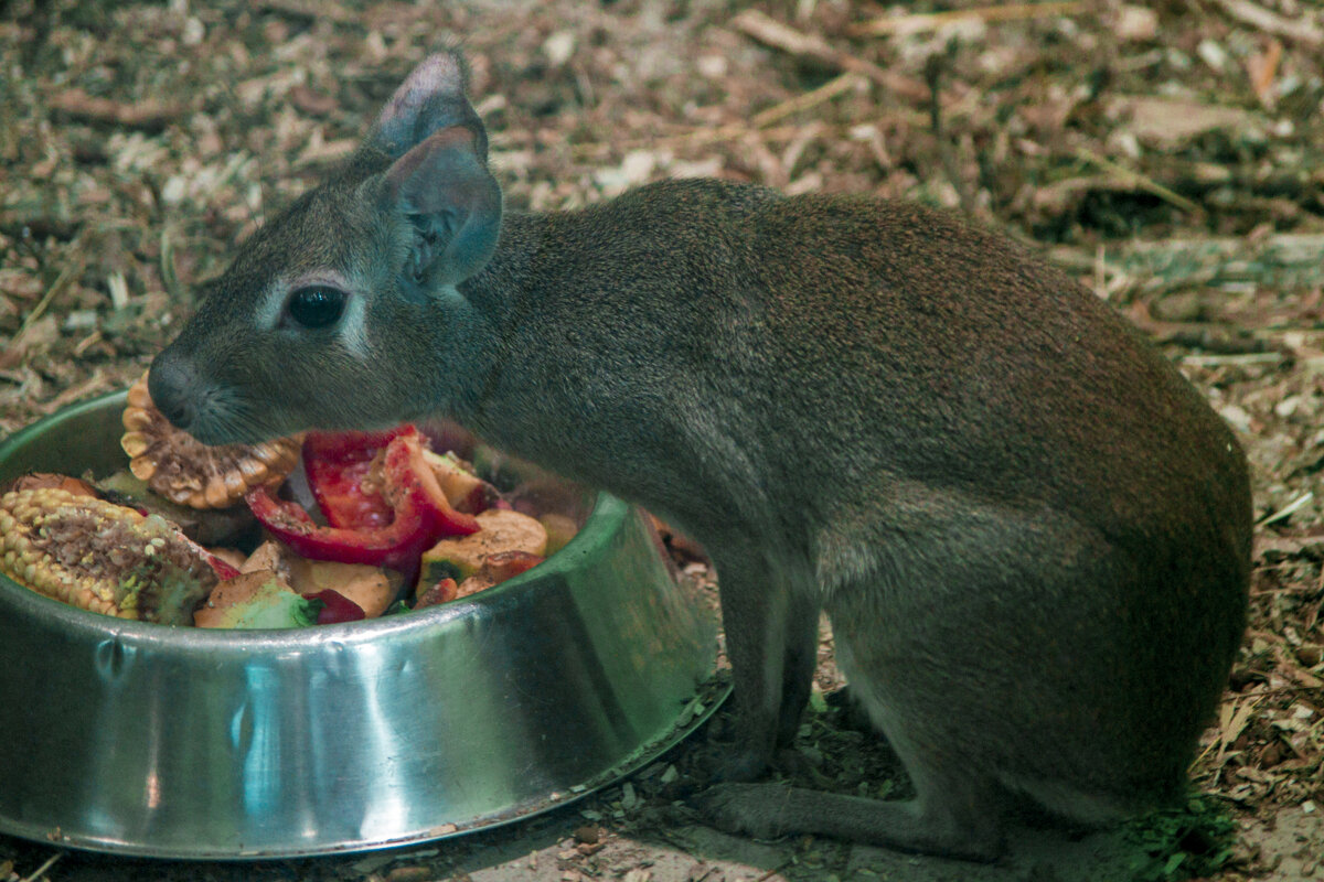 Зоопарк - Оливковый Агути - Владимир Максимов