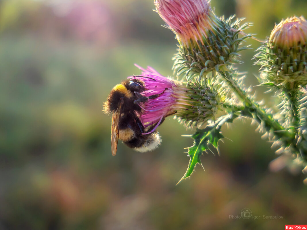 Шмель - Игорь Сарапулов