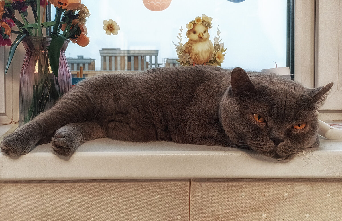 Кот -барин! Семён! - Лилия *