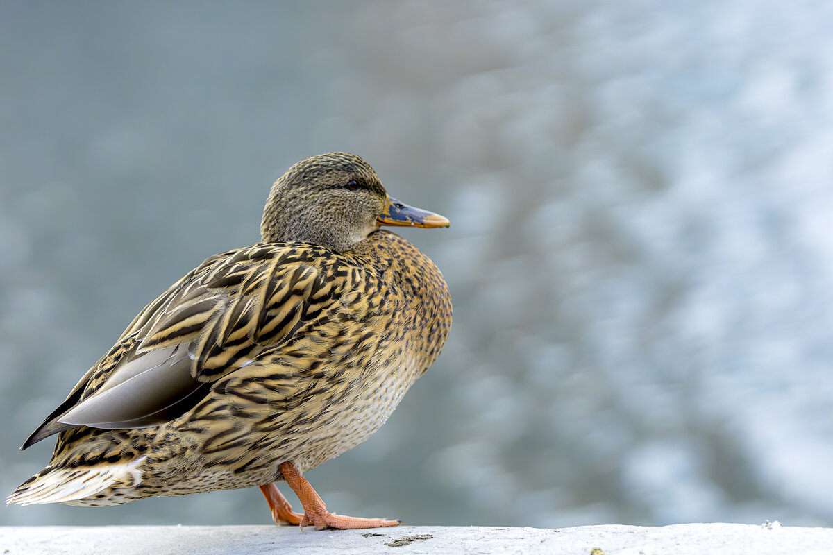 *** - Николай Климович