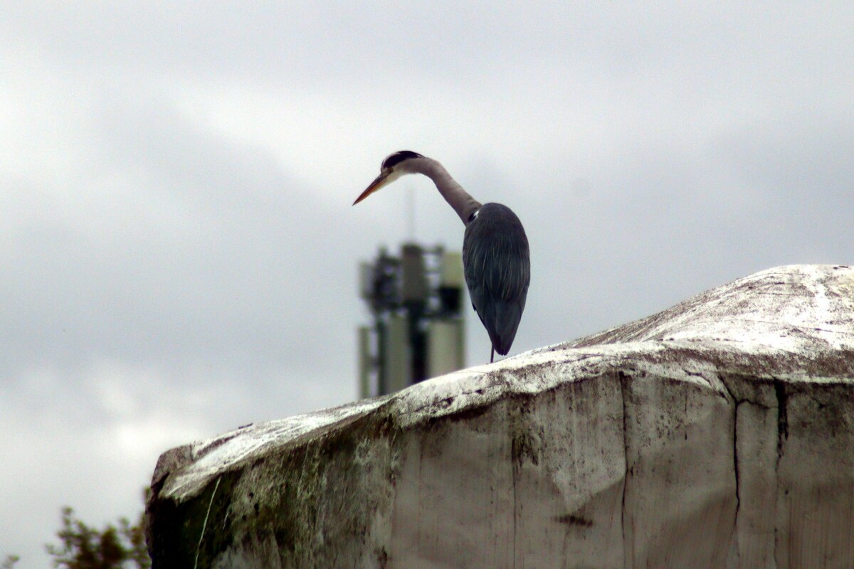Любопытная - Юрий. Шмаков
